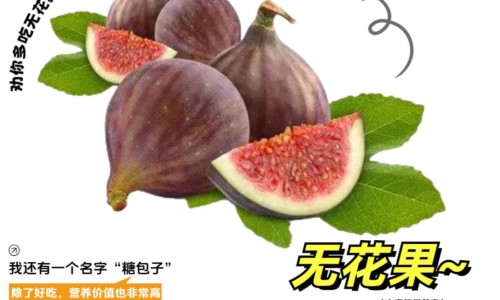 粉玫瑰的功效与作用及禁忌、副作用-粉玫瑰图片、粉玫瑰品种大全大图 -粉玫瑰的功效与作用网