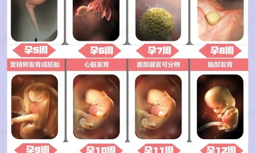 粉玫瑰图片、粉玫瑰品种大全大图 -粉玫瑰的功效与作用网