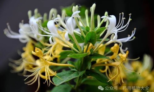 粉玫瑰的功效与作用及禁忌、副作用-粉玫瑰图片、粉玫瑰品种大全大图 -粉玫瑰的功效与作用网