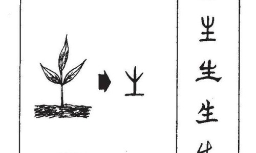 粉玫瑰的功效与作用及禁忌、副作用-粉玫瑰图片、粉玫瑰品种大全大图 -粉玫瑰的功效与作用网